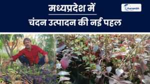 Read more about the article मध्यप्रदेश में चंदन उत्पादन की नई पहल