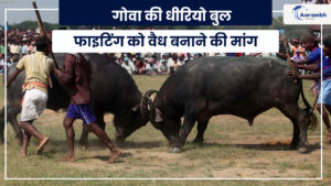 Read more about the article गोवा की धीरियो बुल फाइटिंग को वैध बनाने की मांग