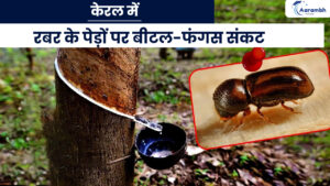 Read more about the article केरल में रबर के पेड़ों पर बीटल-फंगस संकट