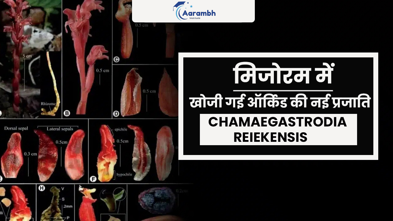 मिजोरम में खोजी गई ऑर्किड की नई प्रजाति Chamaegastrodia reiekensis