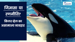 Read more about the article जिज्ञासा या रणनीति? किलर व्हेल का असामान्य व्यवहार