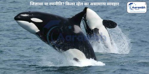 जिज्ञासा या रणनीति? किलर व्हेल का असामान्य व्यवहार