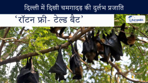 Read more about the article दिल्ली में दिखी चमगादड़ की दुर्लभ प्रजाति ‘रॉटन फ्री- टेल्ड बैट’
