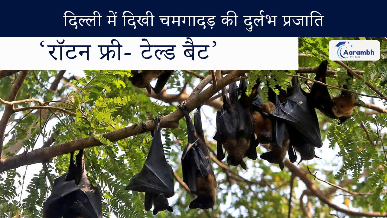 दिल्ली में दिखी चमगादड़ की दुर्लभ प्रजाति ‘रॉटन फ्री- टेल्ड बैट’