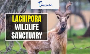 Read more about the article Lachipora Wildlife Sanctuary