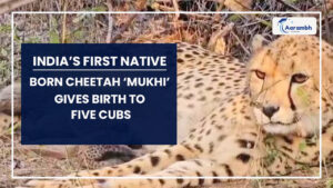 Read more about the article India’s First Native-Born Cheetah ‘Mukhi’ Gives Birth to Five Cubs