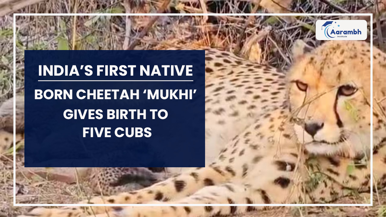 Read more about the article India’s First Native-Born Cheetah ‘Mukhi’ Gives Birth to Five Cubs