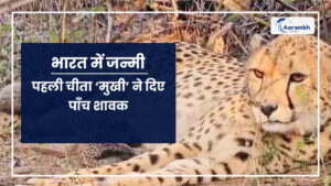Read more about the article भारत में जन्मी पहली चीता ‘मुखी’ ने दिए पाँच शावक