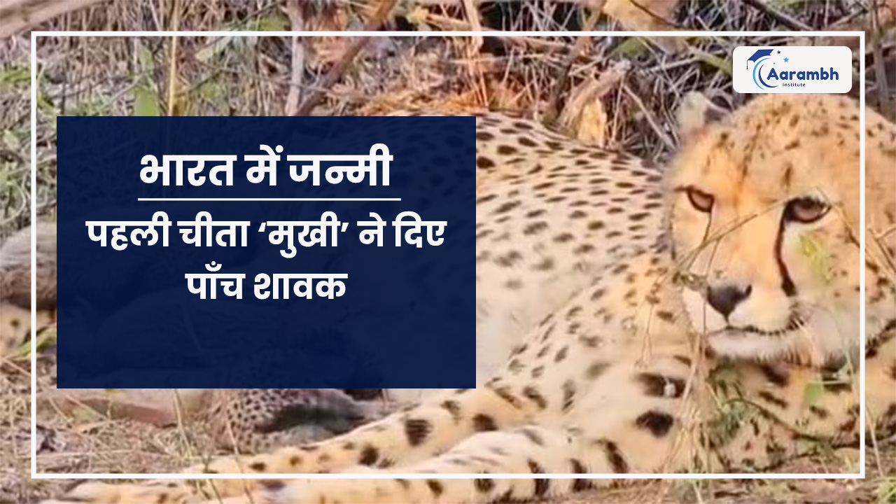 भारत में जन्मी पहली चीता ‘मुखी’ ने दिए पाँच शावक