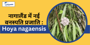Read more about the article नागालैंड में नई वनस्पति प्रजाति :  Hoya nagaensis