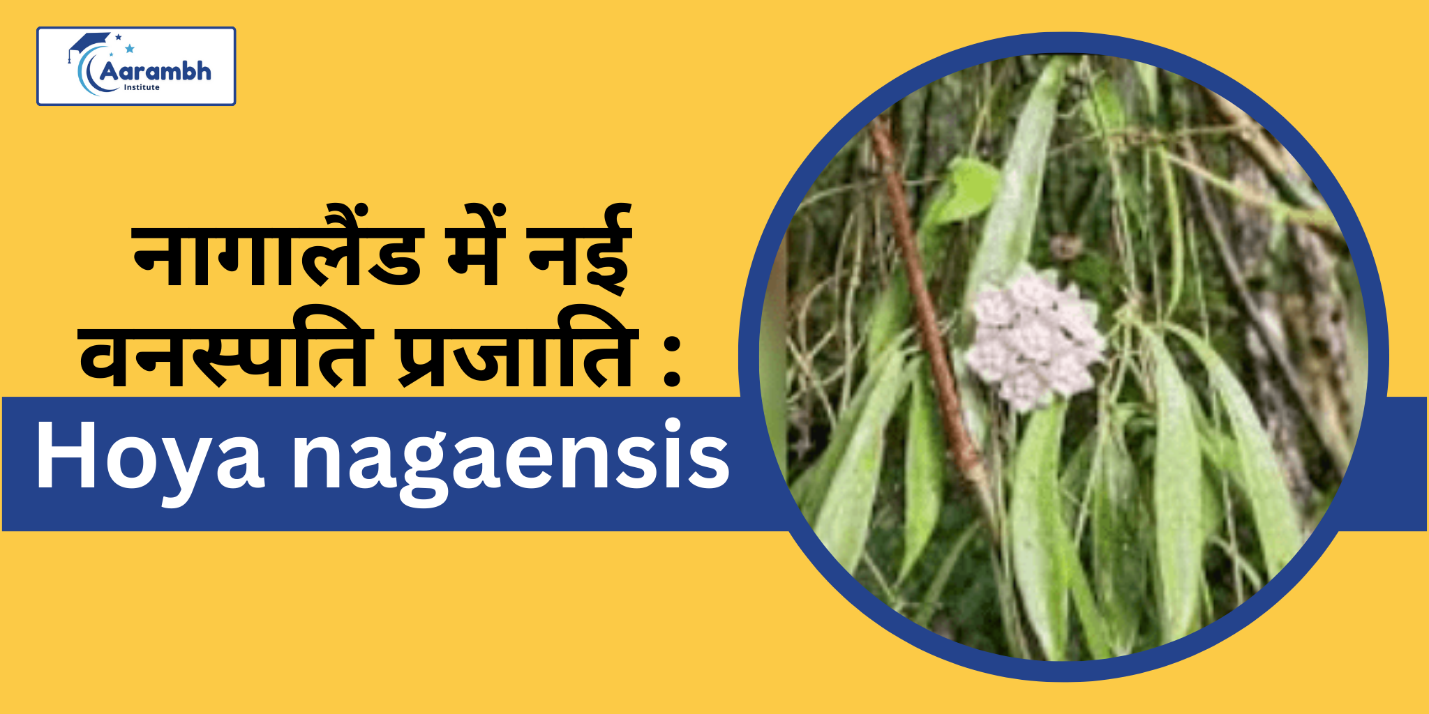 Read more about the article नागालैंड में नई वनस्पति प्रजाति :  Hoya nagaensis