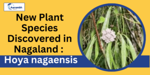Read more about the article New Plant Species Discovered in Nagaland : Hoya nagaensis